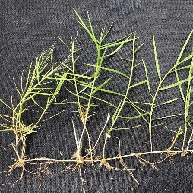 thumbnail for publication: Biology and Management of Torpedograss (Panicum repens) in Ornamental Landscape Planting Beds